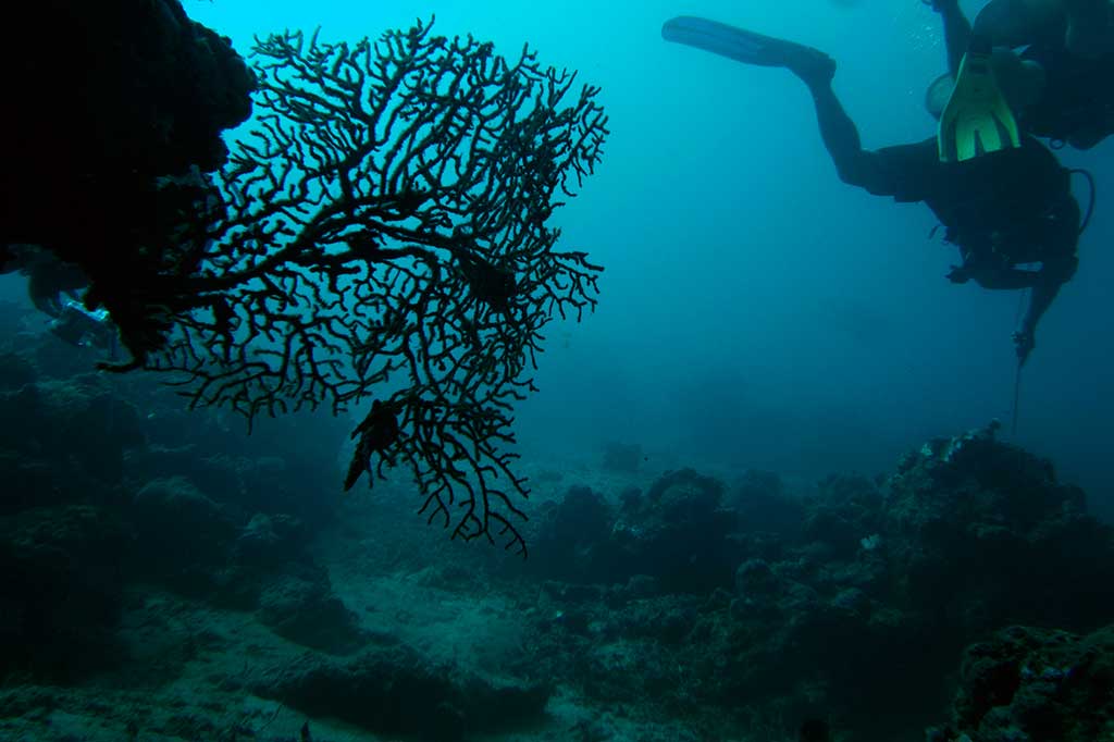 Indahnya Wisata Bawah Air Taman Nasional Bali Barat