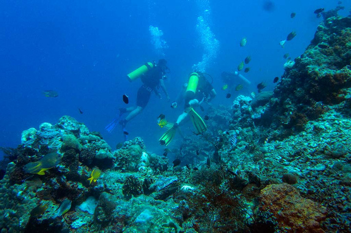 Indahnya Wisata Bawah Air Taman Nasional Bali Barat