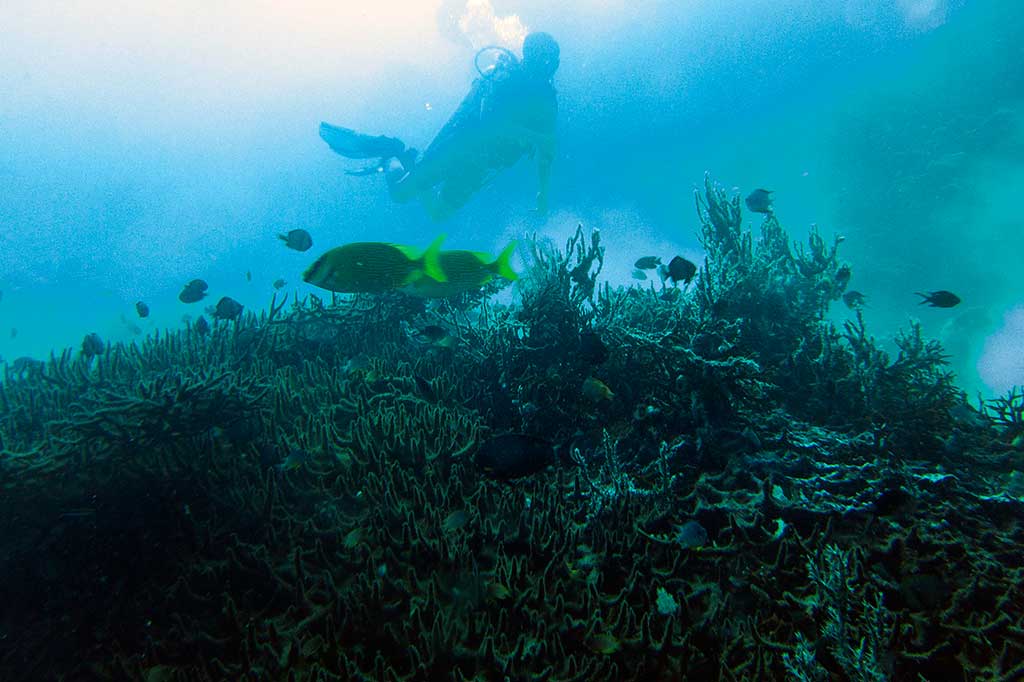 Indahnya Wisata Bawah Air Taman Nasional Bali Barat