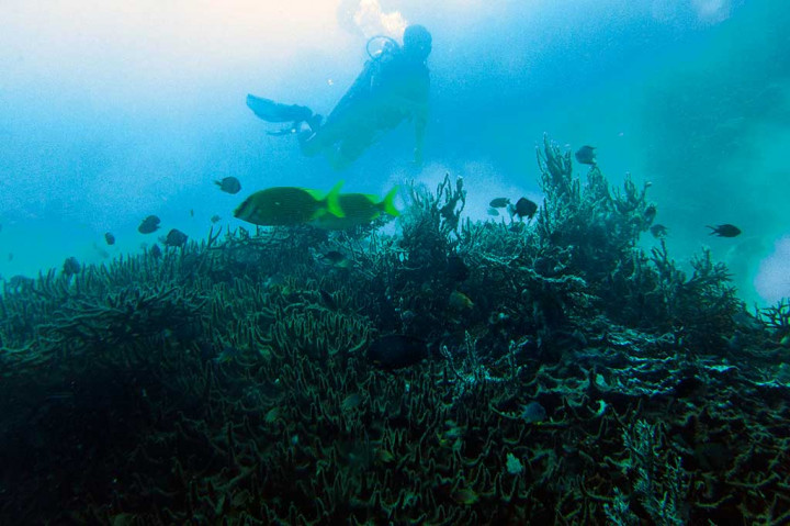 Indahnya Wisata Bawah Air Taman Nasional Bali Barat