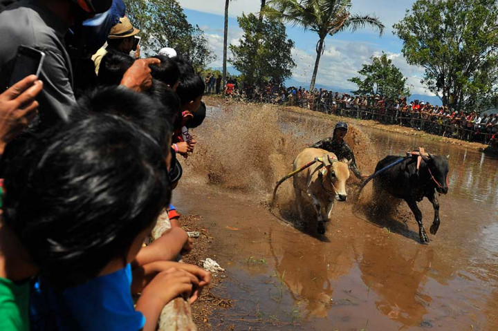 Para penonton antusias melihat olah raga tradisional Pacu Jawi (Balap Sapi), di Tanah Datar, Sumatera Barat, Sabtu (13/8/2016). 