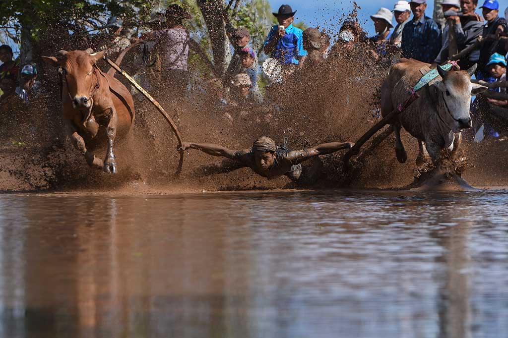 Aksi joki saat berusaha mengendalikan sapi (jawi).