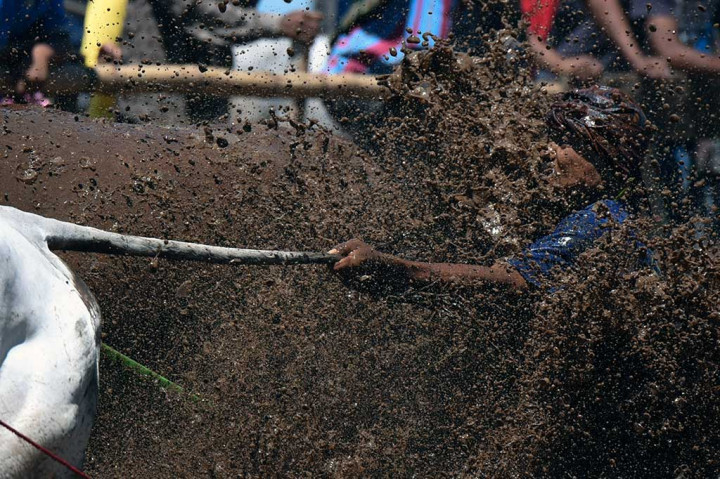 Aksi joki saat berusaha mengendalikan sapi (jawi).
