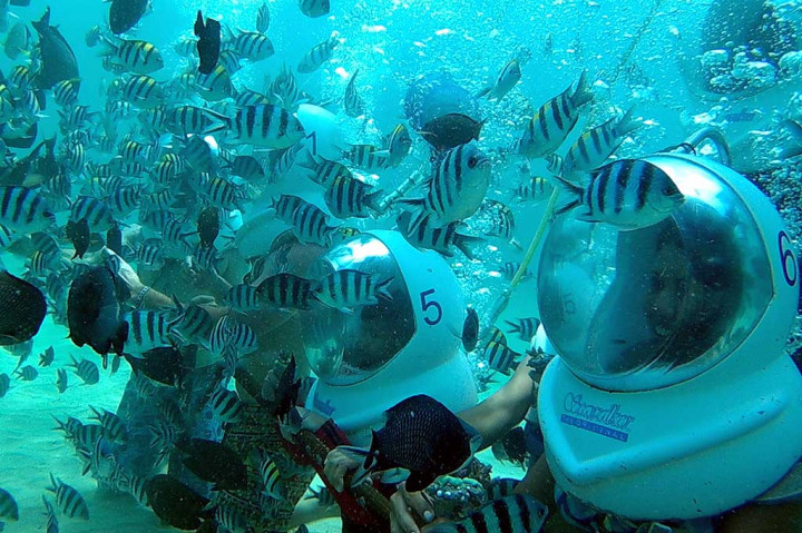 Wisatawan asing menikmati alam bawah laut saat penanaman terumbu karang di Pantai Sanur.