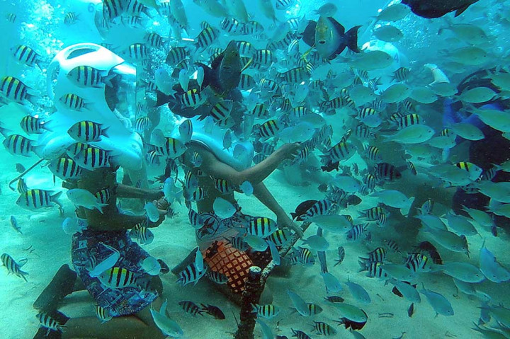 Wisatawan asing menikmati alam bawah laut saat penanaman terumbu karang di Pantai Sanur.