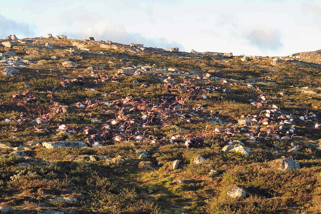Sebanyak 323 rusa, termasuk 70 rusa muda tergeletak tidak bernyawa di hamparan rumput di dataran tinggi Hardangervidda.