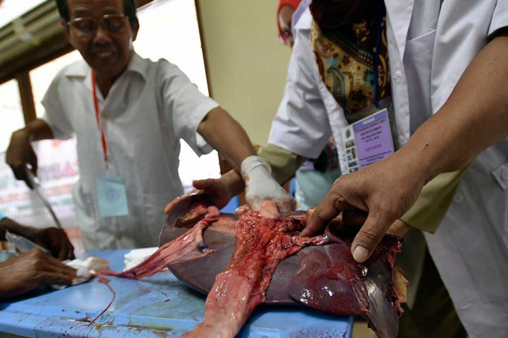 Petugas Periksa Kelayakan Daging Kurban