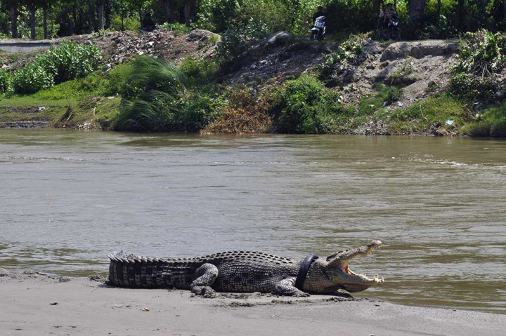Seekor Buaya Terjerat Ban Bekas