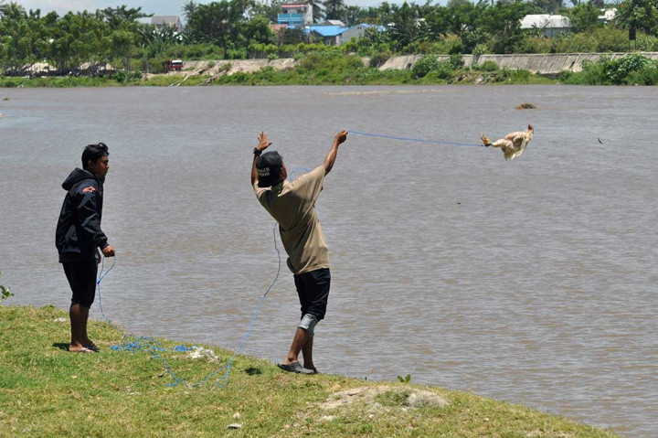 Relawan mencoba memancing buaya yang terjerat limbah ban bekas agar muncul ke permukaan dengan menggunakan seekor ayam di Sungai Palu, Palu, Sulawesi Tengah, Rabu (21/9/2016).