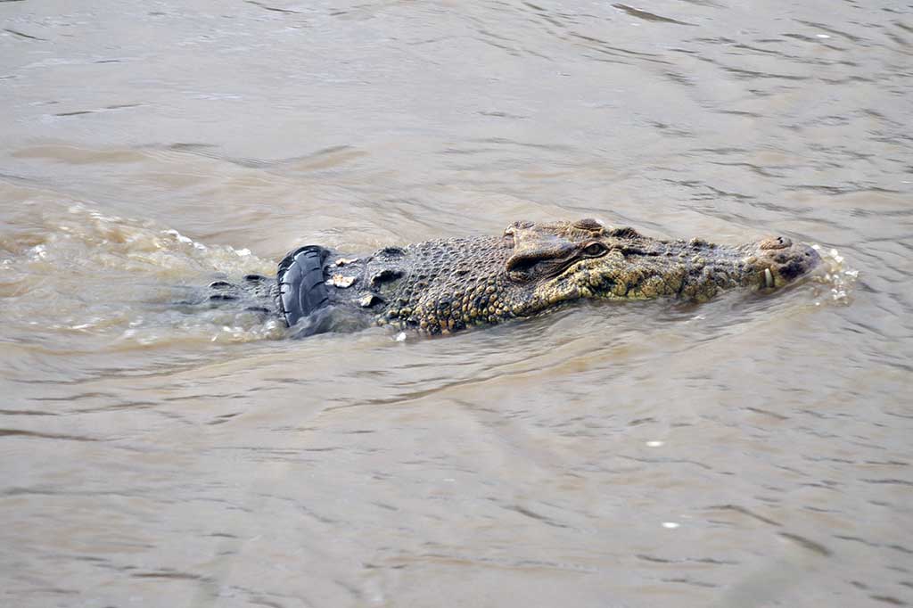 Selain karena terbatasnya peralatan dan tenaga ahli, upaya penyelamatan juga terkendala arus sungai yang cukup deras.