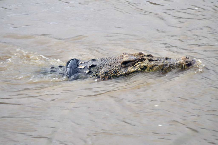Selain karena terbatasnya peralatan dan tenaga ahli, upaya penyelamatan juga terkendala arus sungai yang cukup deras.