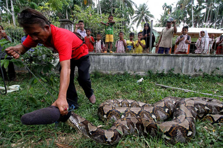 Piton Sepanjang 12 Meter Ditangkap Warga