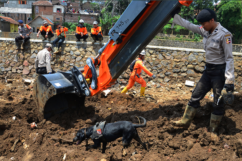 Seekor anjing pelacak membantu pencarian korban banjir bandang yang tertimbun reruntuhan bangunan.