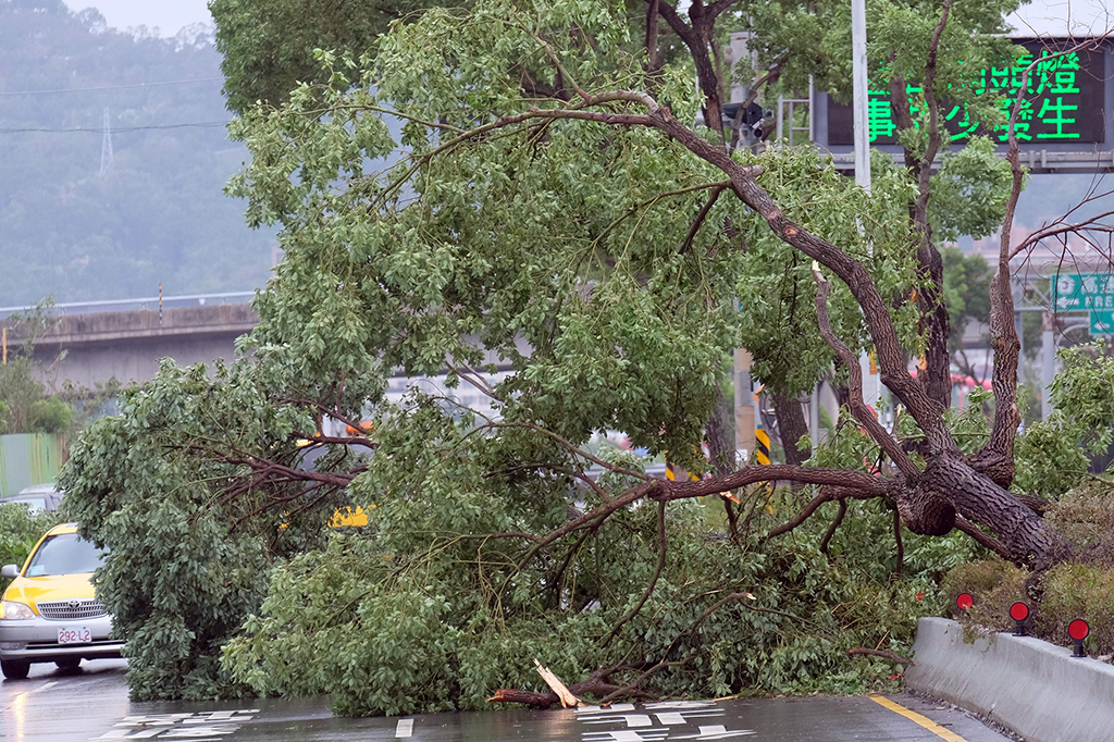 Pohon tumbang akibat Topan Megi di Taiwan