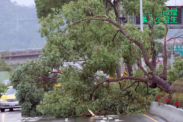 Pohon tumbang akibat Topan Megi di Taiwan
