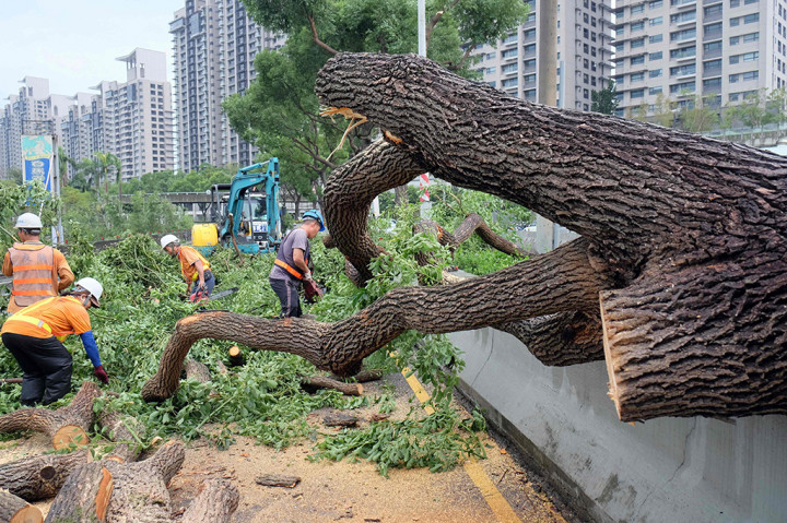 Petugas menebang pohon yang tumbang di jalanan