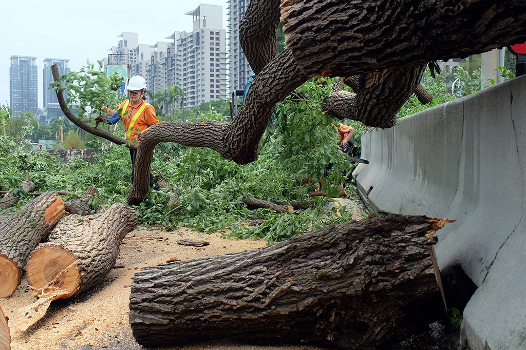 Petugas menebang pohon yang tumbang di jalanan