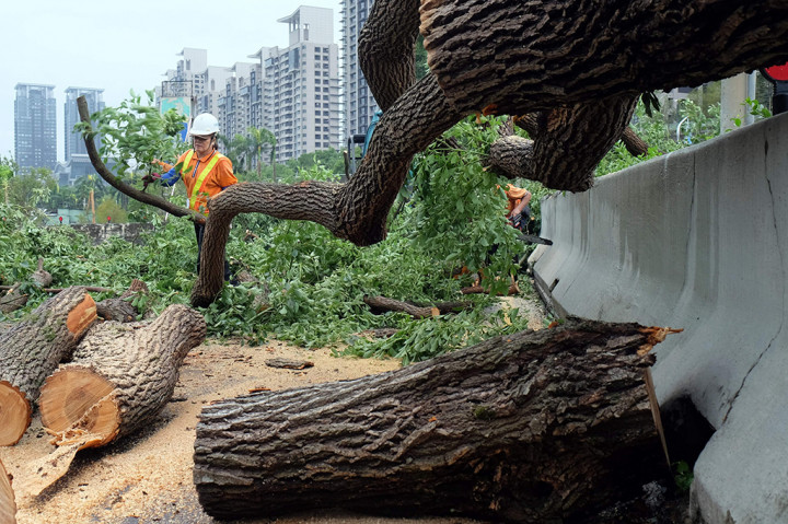 Petugas menebang pohon yang tumbang di jalanan