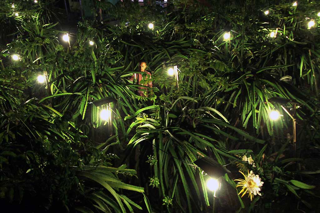 Cahaya Lampu Tingkatkan Produktivitas Buah Naga