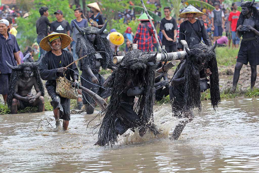 Petani mengenakan kostum kebo (kerbau) membajak sawah saat ritual kebo keboan Alas Malang, Banyuwangi, Minggu. 