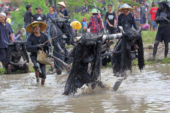 Petani mengenakan kostum kebo (kerbau) membajak sawah saat ritual kebo keboan Alas Malang, Banyuwangi, Minggu. 