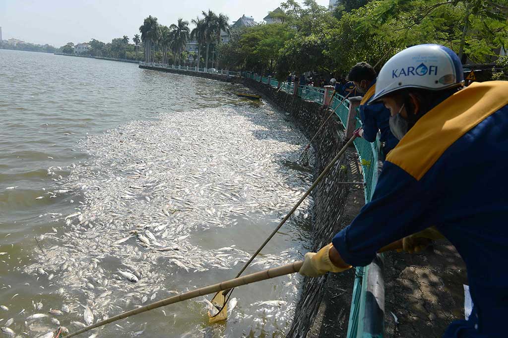 Pekerja lingkungan menjaring ikan-ikan yang mati di Danau Ho Tay.