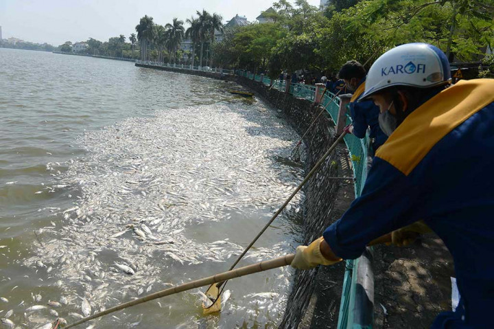 Pekerja lingkungan menjaring ikan-ikan yang mati di Danau Ho Tay.