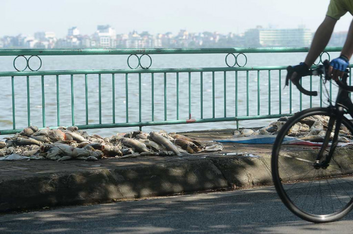 Pengendara sepeda melintasi ikan-ikan mati yang telah diangkat di pinggir danau.