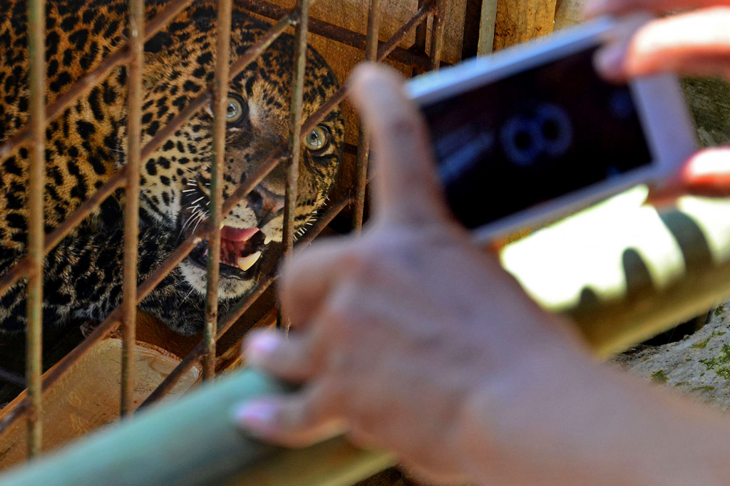 Seekor Macan Tutul (Panthera Pardus) yang ditangkap warga diamankan di dalam kandang.