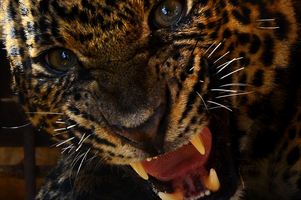 Seekor Macan Tutul (Panthera Pardus) yang ditangkap warga diamankan di dalam kandang.