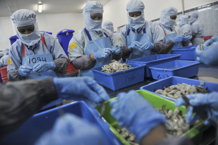 Buruh memilah udang sebelum dikemas di pabrik pengelolahan ikan PT Kelola Mina Laut, Gresik, Jawa Timur, Kamis (6/10/2016)