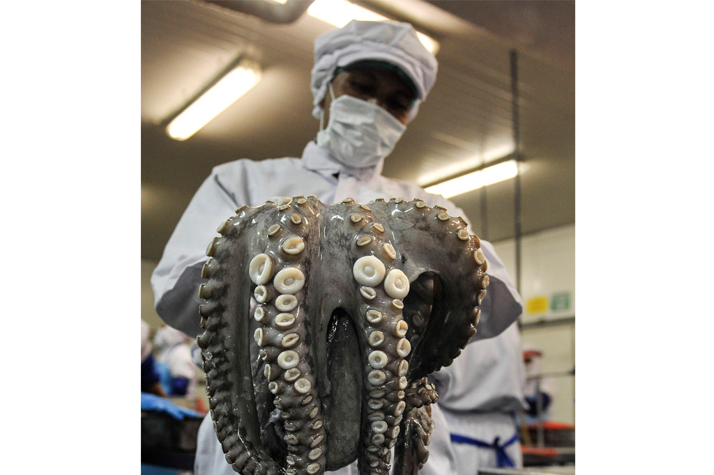 Buruh membersihkan gurita sebelum dikemas di pabrik pengelolahan ikan PT Kelola Mina Laut, Gresik, Jawa Timur, Kamis (6/10/2016).