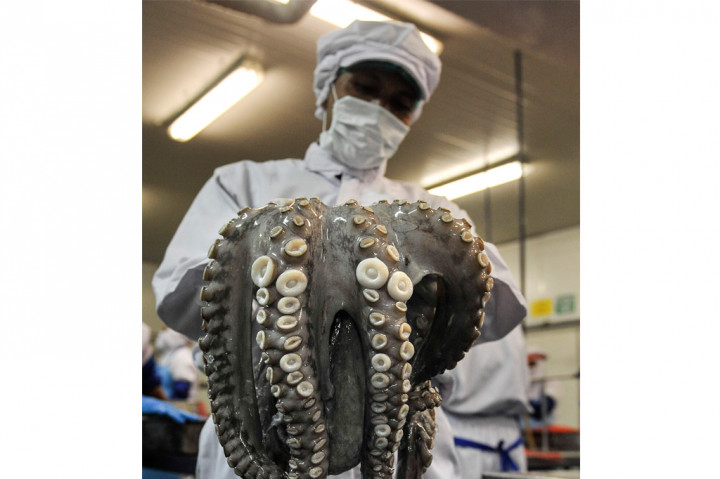 Buruh membersihkan gurita sebelum dikemas di pabrik pengelolahan ikan PT Kelola Mina Laut, Gresik, Jawa Timur, Kamis (6/10/2016).