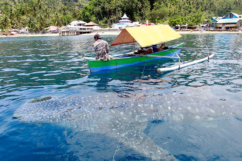 Seekor hiu paus (Rhincodon typus) berenang mencari makan di sekitar perahu nelayan di Desa Botubarani.