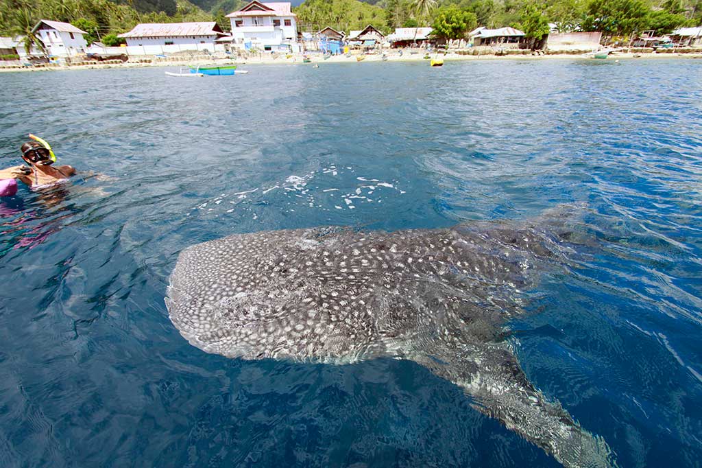 Seorang wisatawan asing berenang di dekat seekor hiu paus.