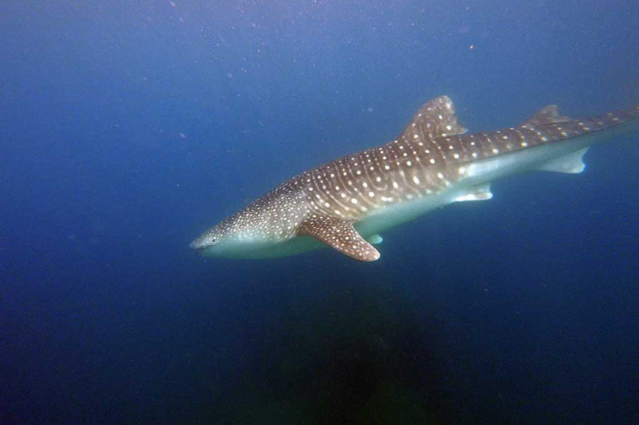 Seekor hiu paus berenang mencari makan.