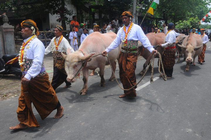 Sejumlah abdi dalem Keraton Surakarta menggiring Kerbau Bule keturunan Kerbau Kyai Slamet Kraton Surakarta saat kirab tradisi sebar udik-udik di Soropaten, Karangnom, Klaten, Jawa Tengah, Minggu (9/10/2016).
