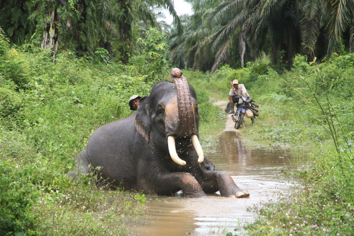 Pawang gajah (mahout) memandikan gajah jinak sebelum melakukan patroli dan penggiringan gajah liar di Desa Seumanah Jaya, Aceh, Minggu (9/10/2016).