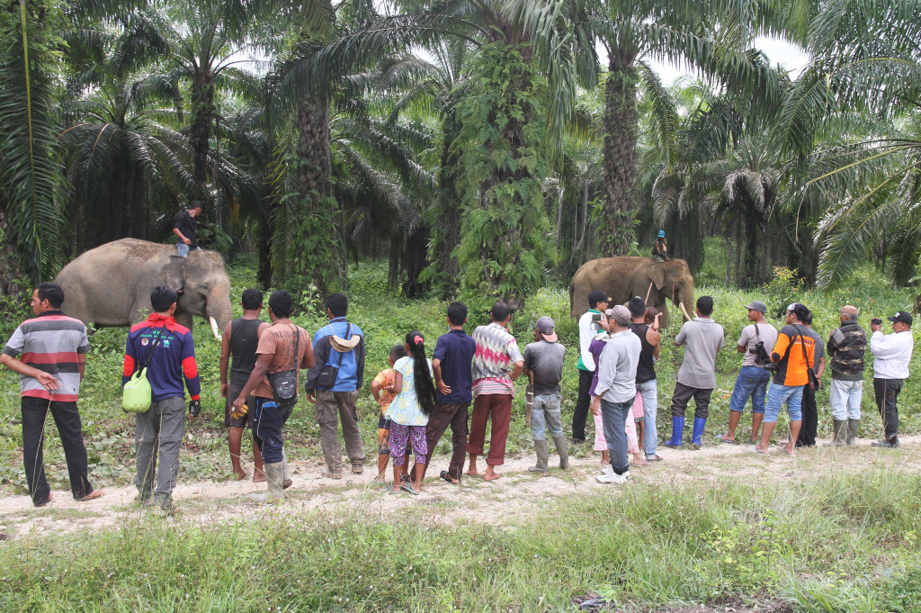 Sejumlah warga melihat gajah jinak sebelum melakukan patroli penggiringan gajah liar di Desa Seumanah Jaya, Aceh, Minggu (9/10/2016).
