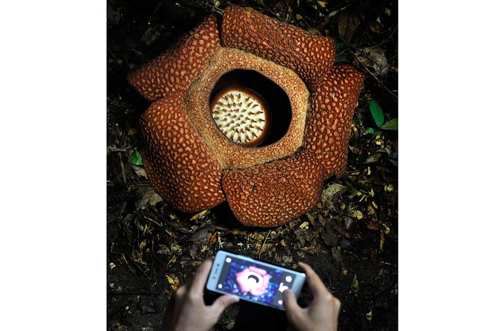 Rafflesia Arnoldii Mekar di Taman Nasional Bukit Daun