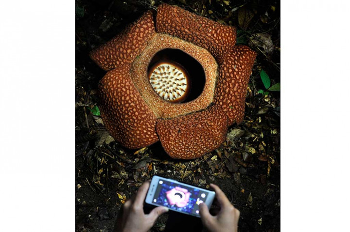Rafflesia Arnoldii Mekar di Taman Nasional Bukit Daun