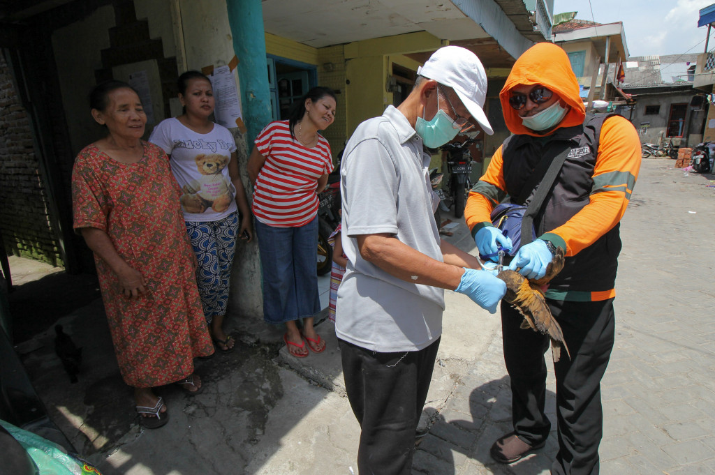 Petugas Dinas Pertanian Kota Surabaya menyuntikkan vaksin Medivac AI (Avian Influenza) ke ayam milik warga di kawasan Balongsari Krajan, Surabaya, Jawa Timur, Senin (17/10/2016)
