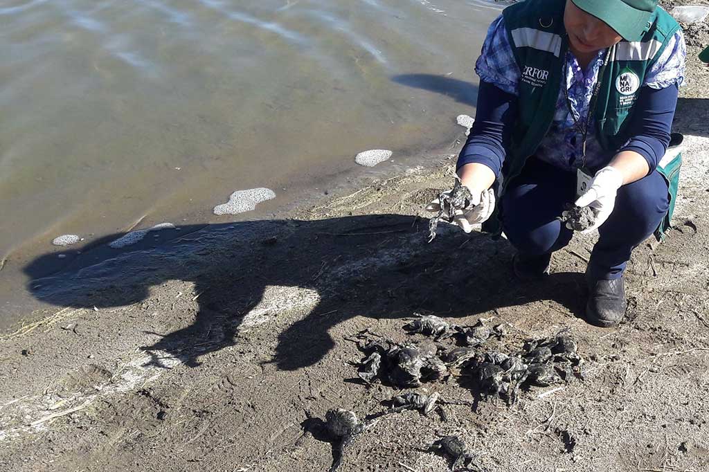 Seorang petugas dari National Forestry and Wildlife Service menunjukkan puluhan katak keriput hijau (Telmatobius culeus) yang mati di tepi Sungai Coata, di Puno, Peru, Senin (17/10/2016).