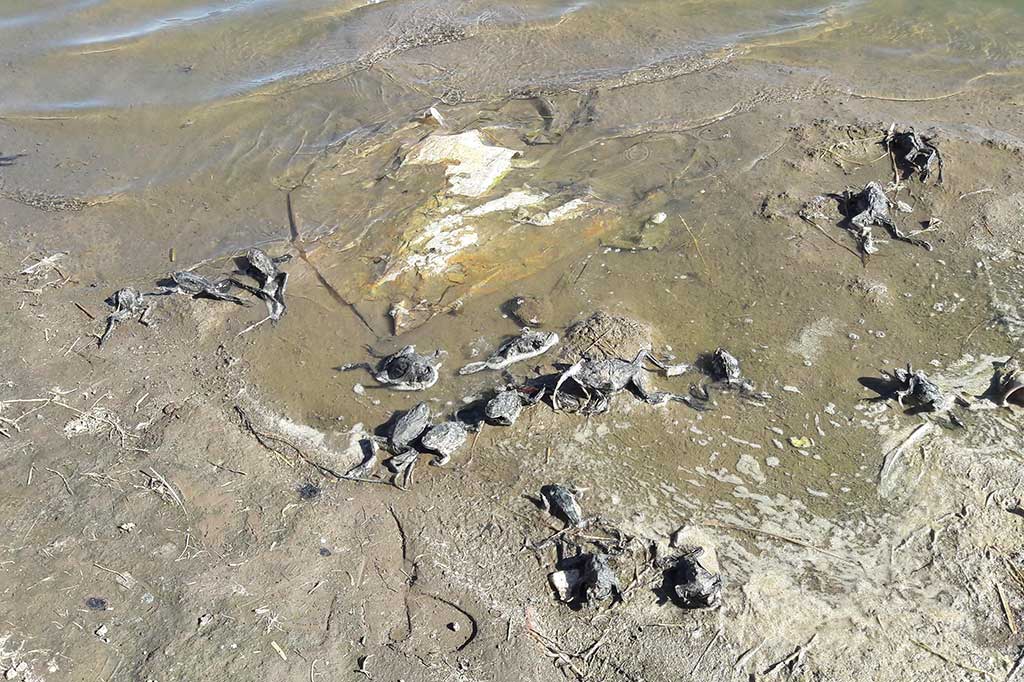 Kematian ribuan katak yang terancam punah tersebut diduga akibat pencemaran di sungai tersebut.