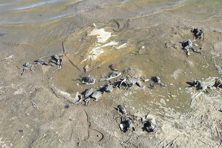 Kematian ribuan katak yang terancam punah tersebut diduga akibat pencemaran di sungai tersebut.