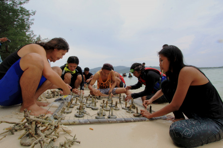 Wisatawan Asing Ikut Tanam Terumbu Karang di Pulau Menjangan Kecil