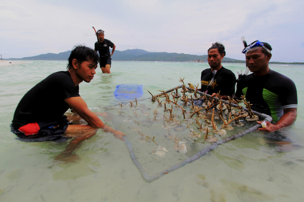 Wisatawan Asing Ikut Tanam Terumbu Karang di Pulau Menjangan Kecil
