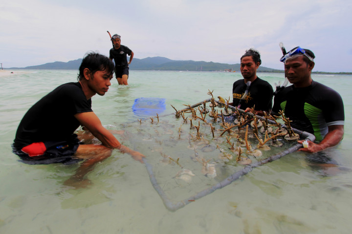 Wisatawan Asing Ikut Tanam Terumbu Karang di Pulau Menjangan Kecil