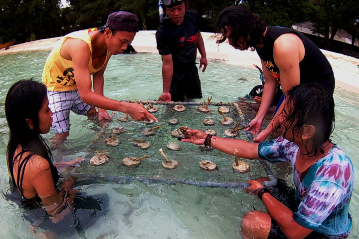 Wisatawan Asing Ikut Tanam Terumbu Karang di Pulau Menjangan Kecil