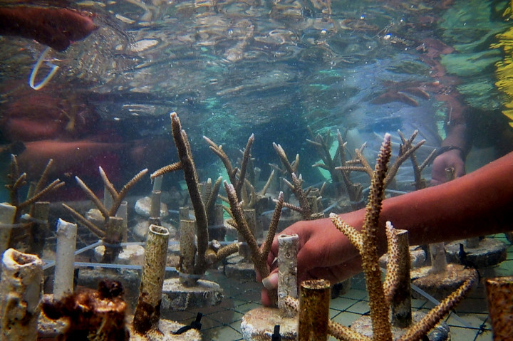 Wisatawan Asing Ikut Tanam Terumbu Karang di Pulau Menjangan Kecil